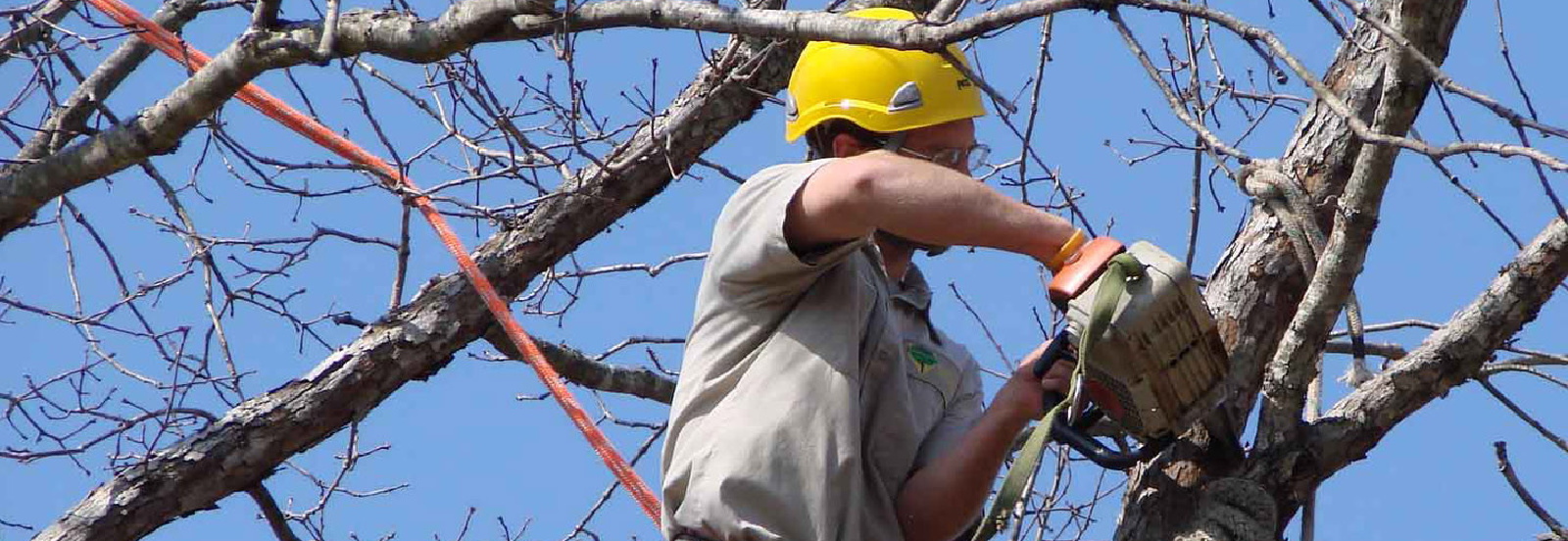 Tree Trimming and Removal